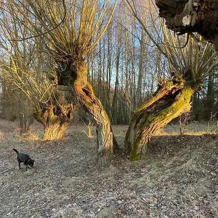 Morgensonne Apartment