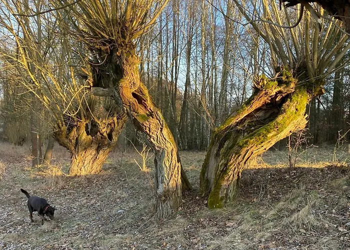 Morgensonne Apartamento